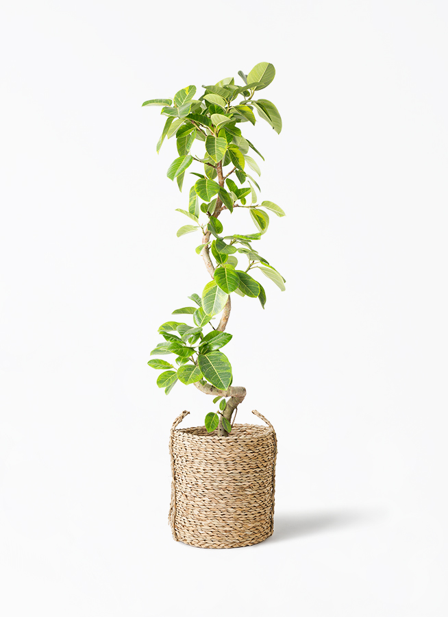 観葉植物　フィカスアルテシーマ 観葉植物 フィカス アルテシーマ 10号 曲り LushBasket (ラッシュ
