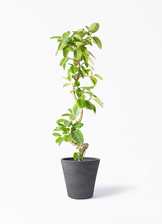 観葉植物 フィカス アルテシーマ 10号 曲り ビアスソリッド ブラック