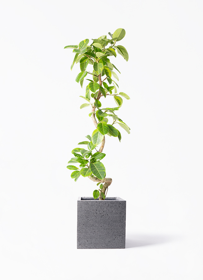 観葉植物 フィカス アルテシーマ 10号 曲り キューブ ラテルストーン