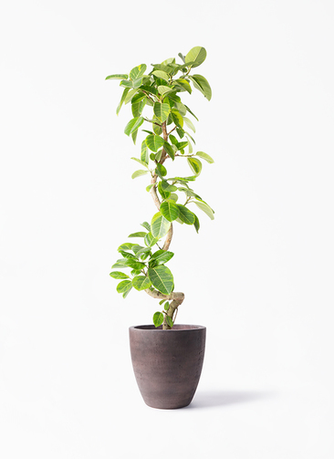 ficus-altissima-1503_1.jpg?