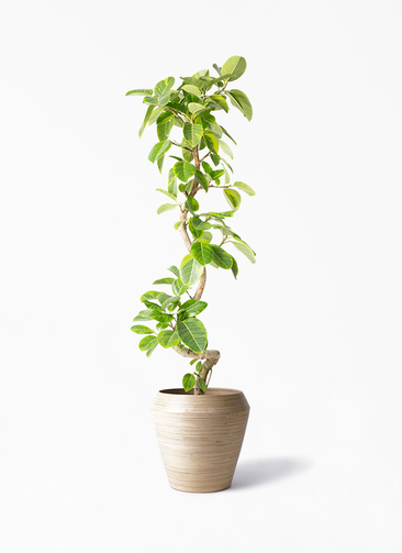 観葉植物 フィカス アルテシーマ 10号 曲り アルマ ミドル 付き / 天久