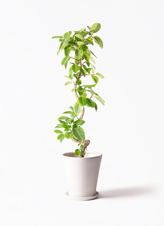 観葉植物 フィカス アルテシーマ 10号 曲り プラスチック鉢 / 天久
