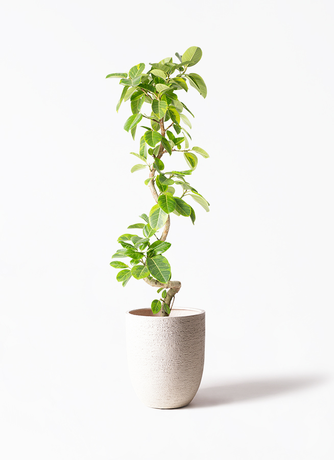 フィカス　アルテシマ　10 フィカス・アルテシマ 10号の通販 | 観葉植物通販AONOKI（あおのき）