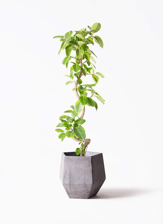 観葉植物 フィカス アルテシーマ 10号 曲り ベータ キューブプランター