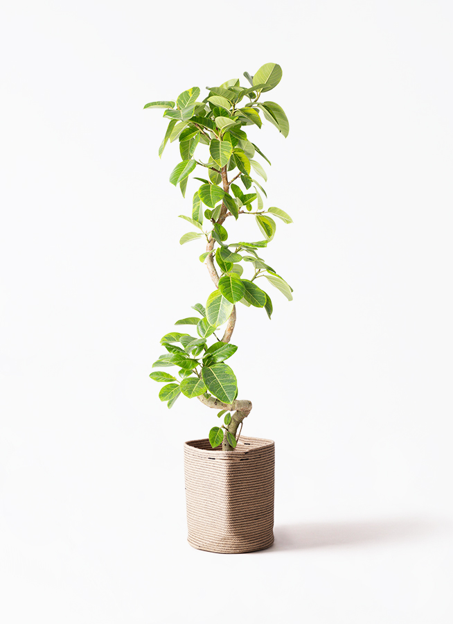 フィカス　アルテシーマ　観葉植物 観葉植物 フィカス アルテシーマ 6号 曲り プラスチック鉢