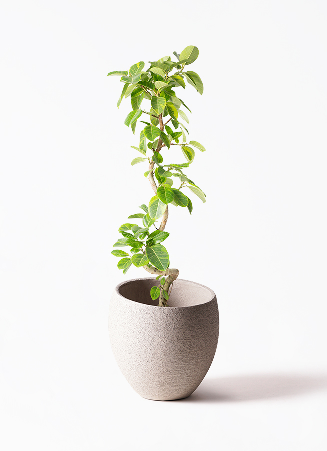 観葉植物 フィカス アルテシーマ 10号 曲り アルマ ミドル 付き / 天久