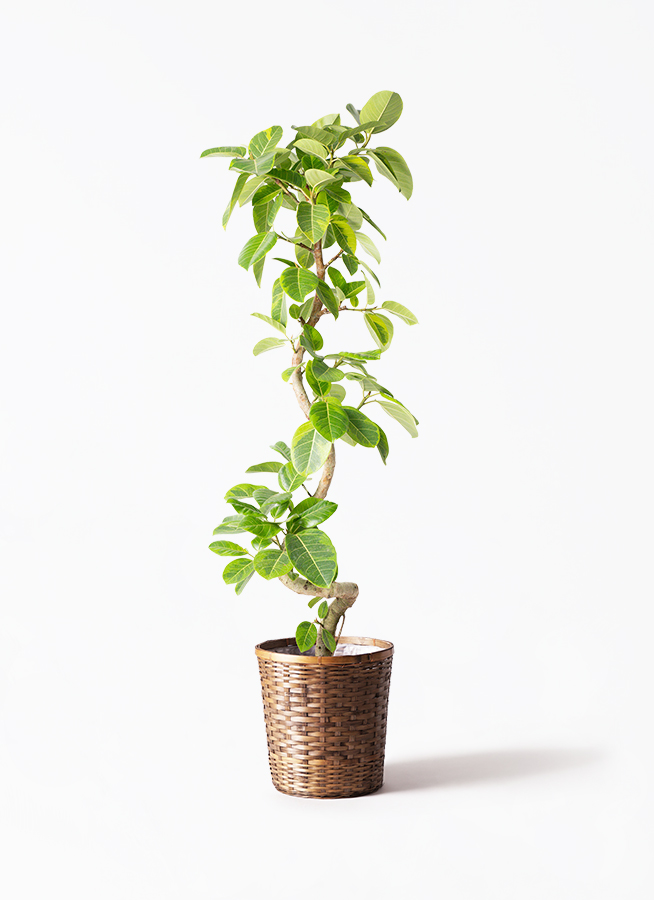 観葉植物 フィカス アルテシーマ 10号 曲り アルマ ミドル 付き / 天久