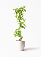 観葉植物 フィカス アルテシーマ 10号 曲り アルマ ミドル 付き / 天久