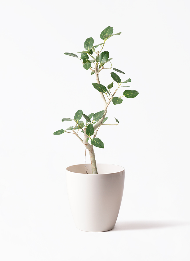 K*i様 フィカス　ベンガレンシス　観葉植物　7号　約110センチ 2 観葉植物 フィカス ベンガレンシス 7号 曲り ラスターポット