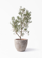 観葉植物 オリーブの木 8号 デルモロッコ エコストーンGray 付き
