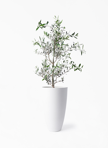 【まとめ買い】 観葉植物 オリーブの木 トール フォレスト コレッジョラ 8号 常緑樹