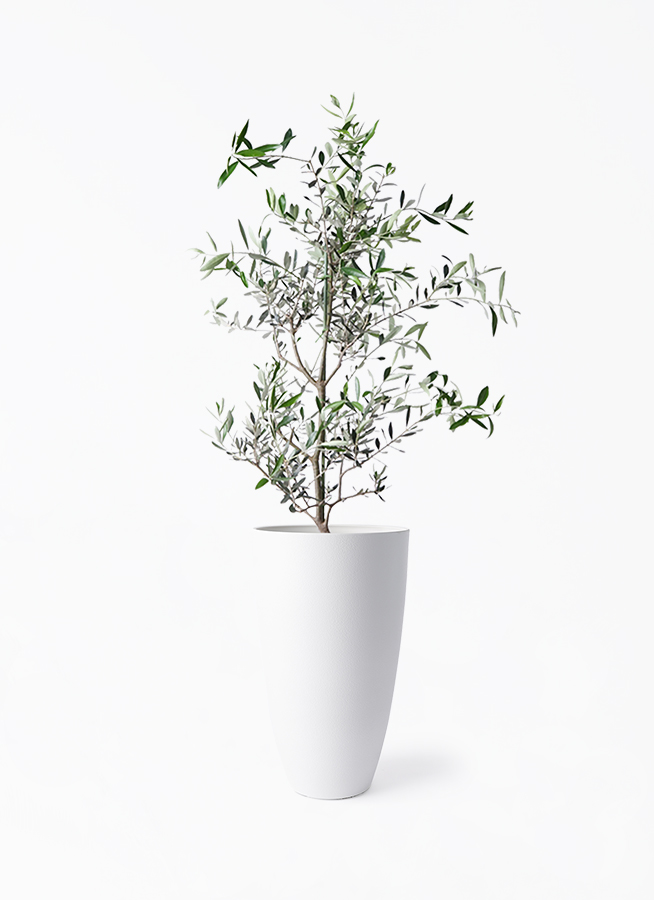観葉植物 オリーブの木 8号 コレッジョラ フォレスト トール