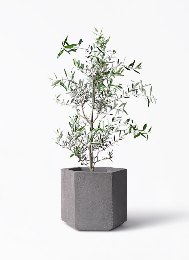 観葉植物 オリーブの木 8号 コレッジョラ コーテス ヘックス 灰 付き