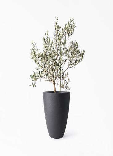 観葉植物 オリーブの木 8号 オヒブランカ フォレストトール ブラック