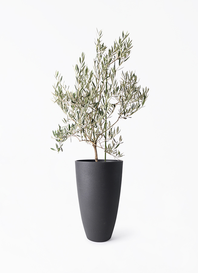 観葉植物 オリーブの木 8号 オヒブランカ フォレストトール ブラック