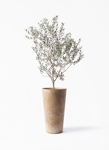 olive-cayonne-151_1.jpg?1741331221