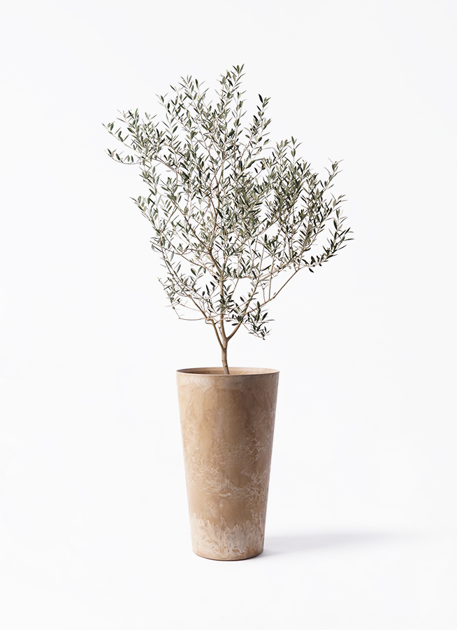 olive-cayonne-151_1.jpg?1741331221