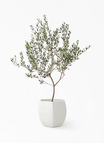 観葉植物 オリーブの木 8号 マンザニロ Eco Stone (エコストーン