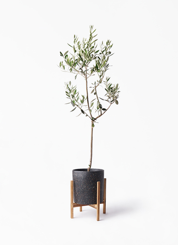 観葉植物 オリーブの木 8号 カラマタ ホルスト シリンダー スパークル