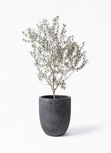 olive-cayonne-116_1.jpg?1741331320