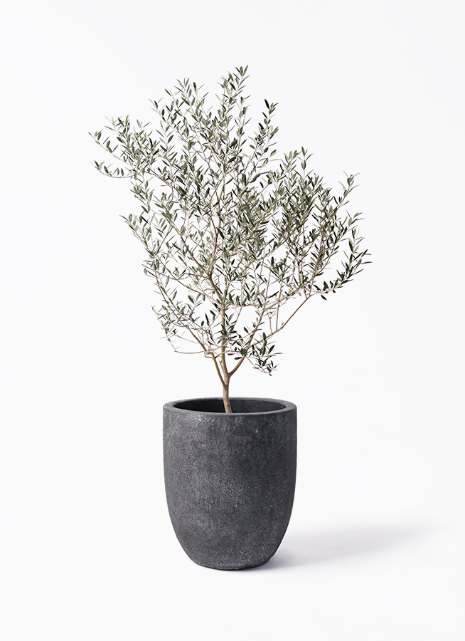 olive-cayonne-116_1.jpg?1741331320
