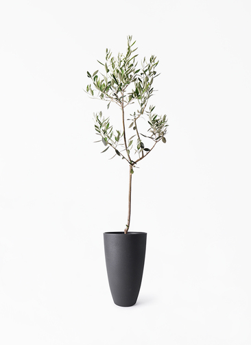 olive-kalamata-97_1.jpg?1741331322