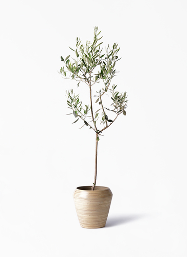 観葉植物 オリーブの木 8号 カラマタ アルマ ミドル 付き / 小倉園