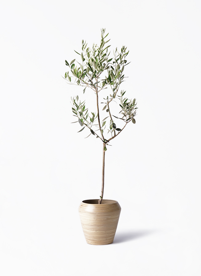 観葉植物 オリーブの木 8号 カラマタ アルマ ミドル 付き / 小倉園
