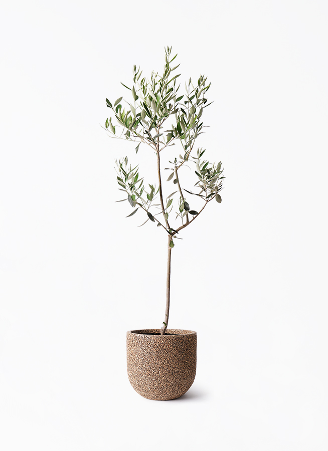 観葉植物 オリーブの木 8号 カラマタ ネイチャーズキャスト ユーポット 