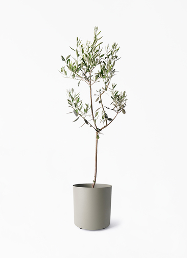 観葉植物 オリーブの木 8号 カラマタ フェルム シリンダー オリーブ