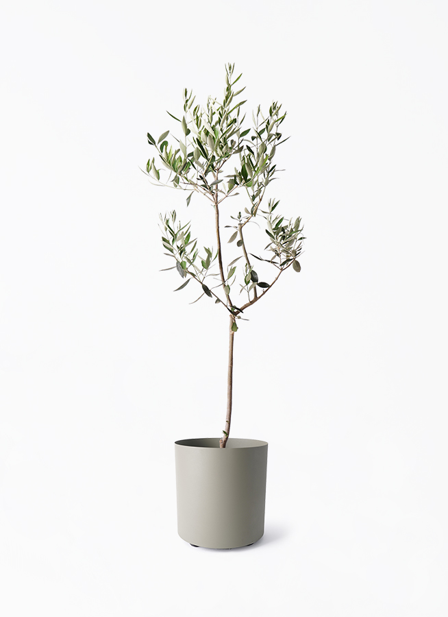 観葉植物 オリーブの木 8号 カラマタ フェルム シリンダー オリーブ