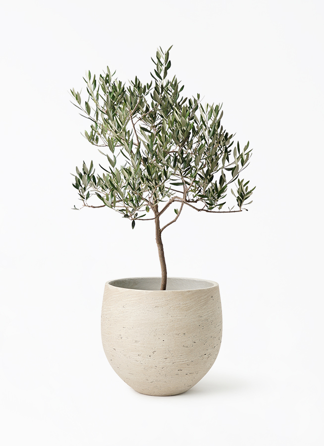 観葉植物 オリーブの木 8号 ハーディーズマンモス アディラボウル