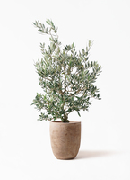olive-picual-409_1.jpg?1741331595