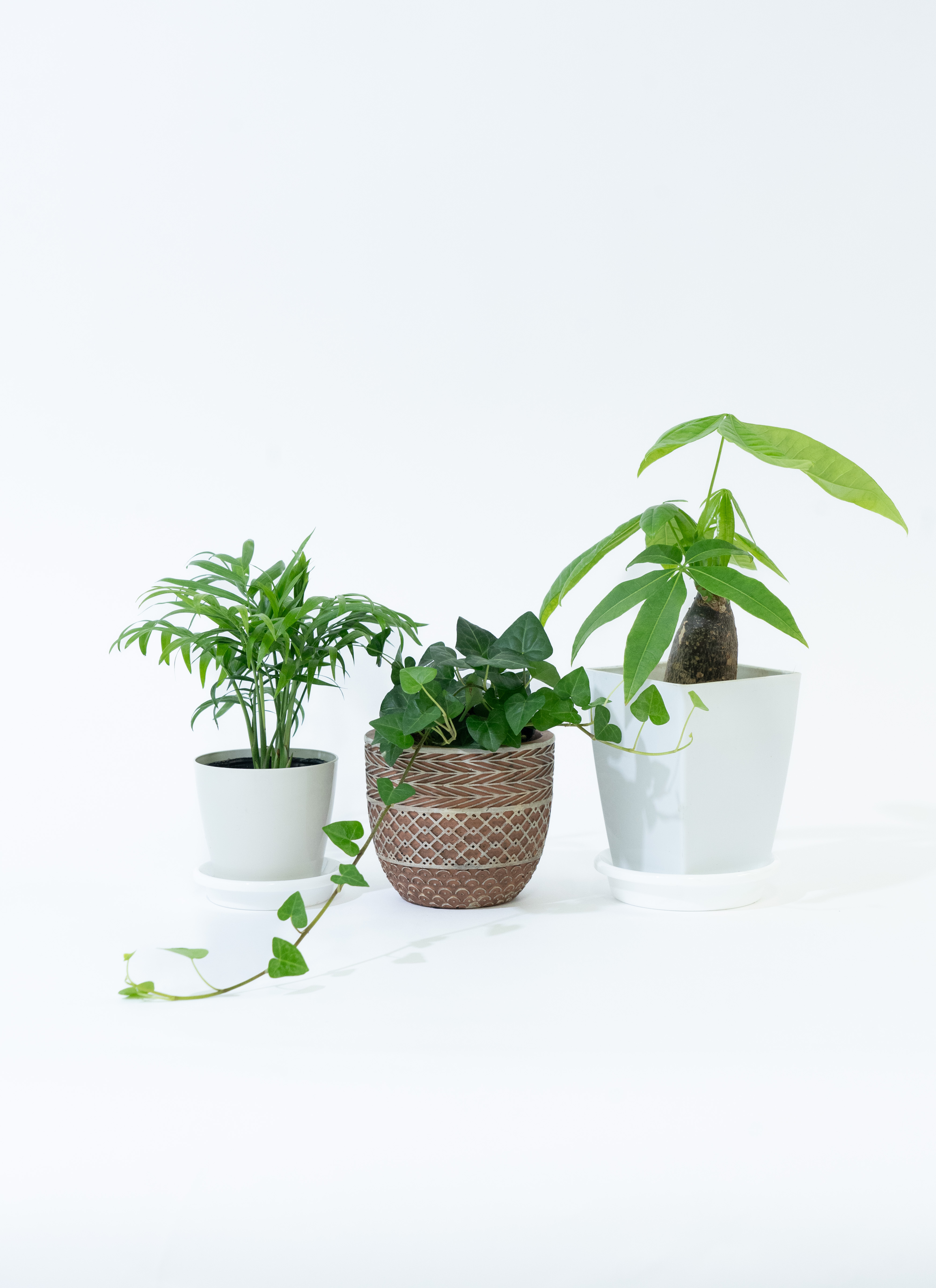 観葉植物 初心者セット | HitoHana（ひとはな）