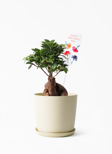 セール 海外 chinese-banyan-744_0001.jpg? その他観葉植物