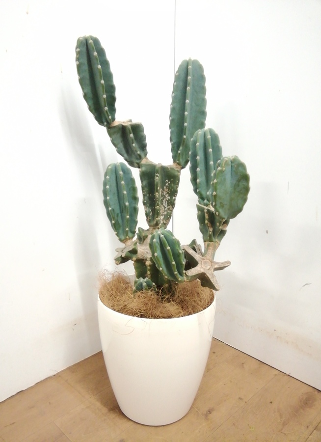 観葉植物 95cm 柱サボテン 8号 観葉植物ならhitohana ひとはな