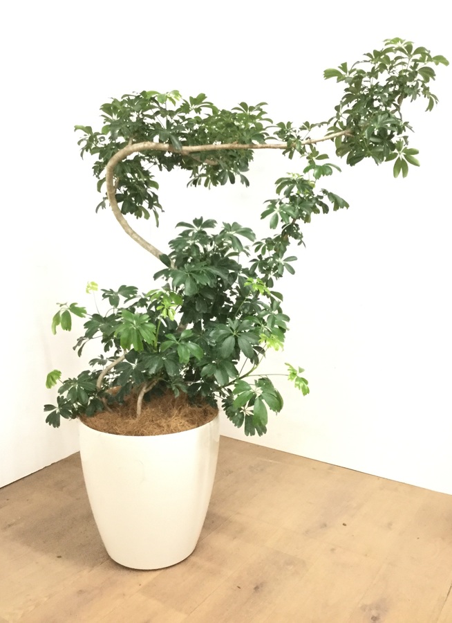 観葉植物 1都3県 限定配送 135cm シェフレラ レナータ 10号 観葉植物ならhitohana ひとはな