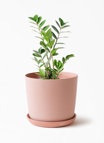 観葉植物 ザミオクルカス 6号 エステリ ピンク 付き | 観葉植物なら