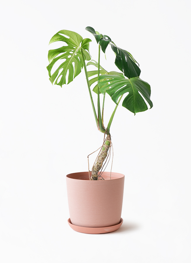 観葉植物 モンステラ 6号 根あがり エステリ ピンク 付き | 観葉植物
