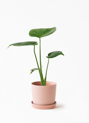 monstera-702_1.jpg?1741662231