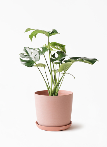 観葉植物 モンステラ 6号 ボサ造り エステリ ピンク 付き | 観葉植物