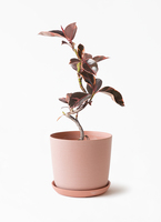 ficus-ruby-187_1.jpg?1741662262