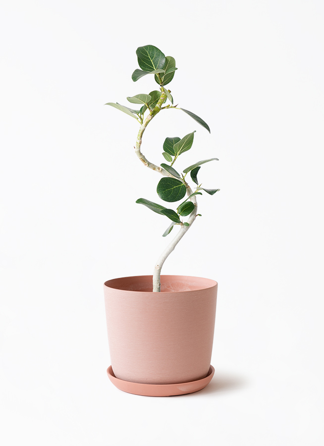 観葉植物 フィカス ベンガレンシス 4号 曲り エステリ ピンク 付き