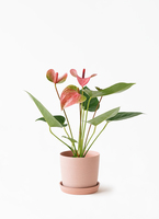観葉植物 アンスリウム 3号 ピンク リベロ 黒 マット L 付き | 観葉