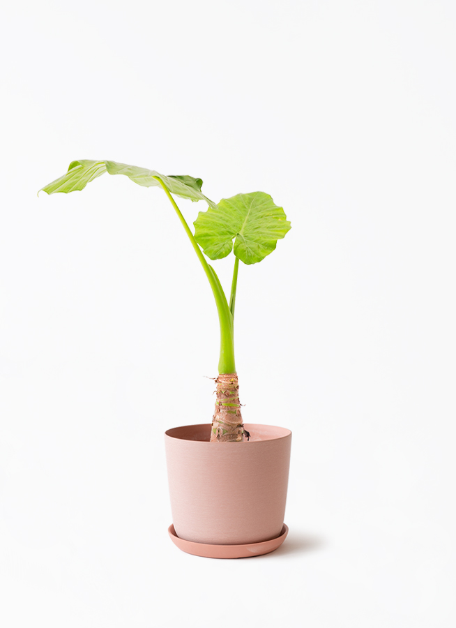 alocasia-859_1.jpg?1741662359