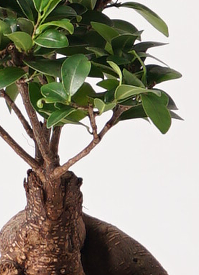 楽天市場】ガジュマル 観葉植物 6号鉢苗 幸せを呼ぶ木 大きい