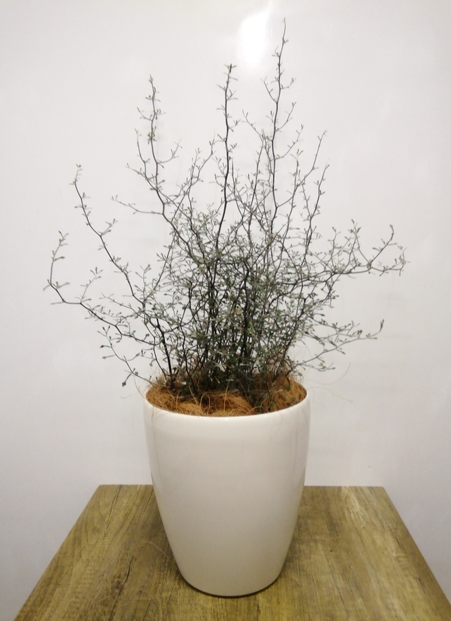 観葉植物 80cm コロキア コトネアスター6号 観葉植物ならhitohana ひとはな 観葉植物 80cm コロキア コトネアスター6号 観葉植物ならhitohana ひとはな