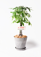 パキラ 1点もの | 観葉植物の通販ならHitoHana（ひとはな）