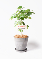 ウンベラータ 8号 | 観葉植物の通販ならHitoHana(ひとはな) ウンベラータ 8号 | 観葉植物の通販ならHitoHana(ひとはな)