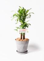 金運を高める観葉植物 | 風水 | HitoHana（ひとはな）